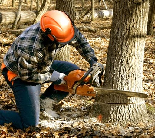 Tree Removal in Brandt, SD